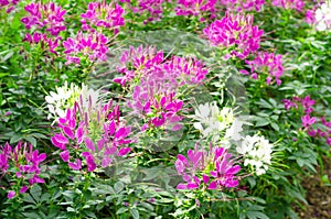 Cleome or Spider flower