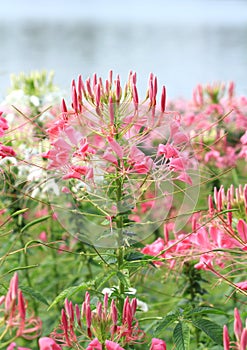 Cleome or spider flower