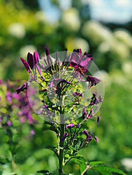 Cleome spinosa