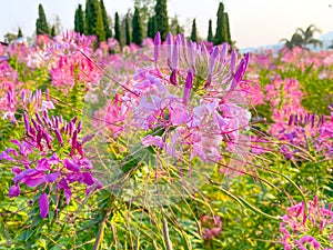 Cleome spinosa flower with nature back ground.