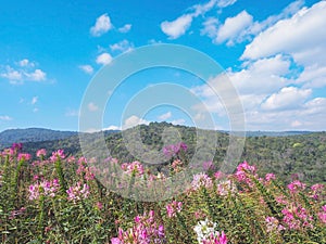 Cleome spinosa or Spider flower field