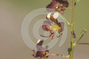 Cleome violacea Asian spiderflower peculiar purple flower of strange spider-like appearance