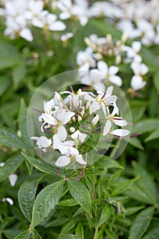 Cleome, white spider flower and leaves