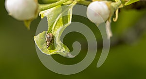 Cleonus punctiventris, Asproparthenis punctiventris ladybug, insect harmful to beets