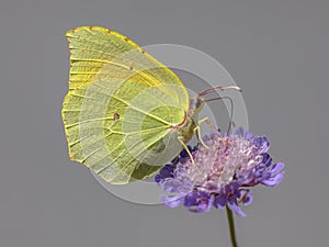 Cleopatra butterfly feeding on flower
