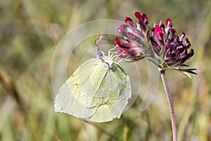 Cleopatra butterfly, Gonepteryx cleopatra