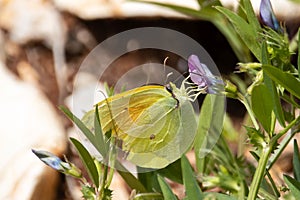 Cleopatra butterfly, Gonepteryx cleopatra