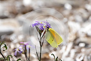 Cleopatra butterfly, Gonepteryx cleopatra