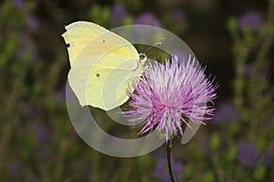 Cleopatra butterfly nectaring on Mantisalca