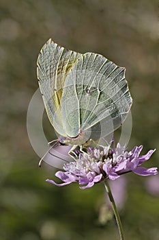 Cleopatra butterfly from Southern Europe