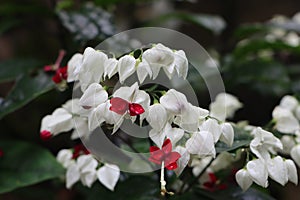 Clerodendron or bleeding heart vine flowers