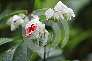 Clerodendron or bleeding heart vine flowers