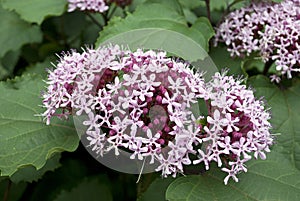 Clerodendron Bungei flower