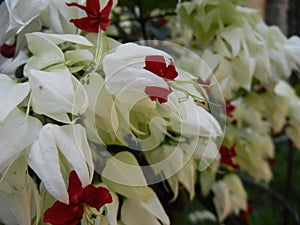 Clerodendron sp. tropical plant of family Lamiaceae