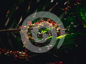 Clerodendron thomsonae flower