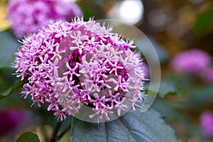 Clerodendrum bungei