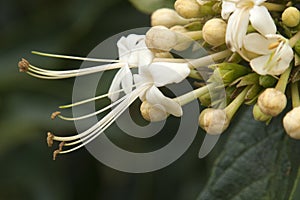 Close-up of an open flower of a clerodendrum floribundum photo