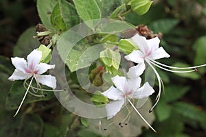 Clerodendrum infortunatum flower plant on jungle