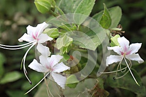 Clerodendrum infortunatum flower plant on jungle