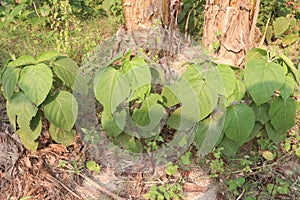 Clerodendrum infortunatum flower plant on jungle