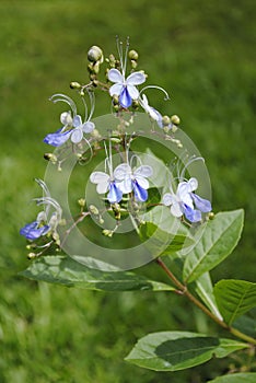 Clerodendrum myricoides