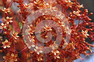 Clerodendrum paniculatum