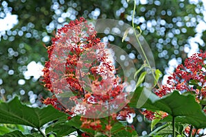 Clerodendrum paniculatum,Kerala name -Hanuman kireedam flower