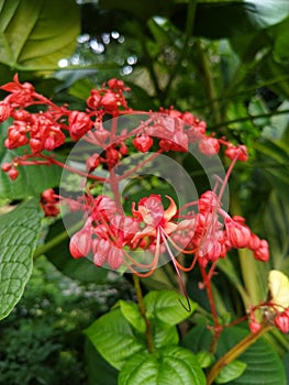 Clerodendrum paniculatum the red flower  color in hongkong botanical garden Central