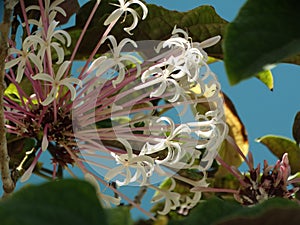 Clerodendrum quadriloculare -  fireworks plant