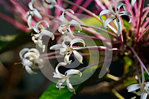 Clerodendrum quadriloculare flower, a white flower in tropical zone photo
