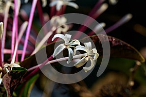 Clerodendrum quadriloculare flower, a white flower in tropical zone photo