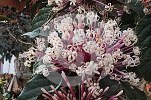 Clerodendrum quadriloculare Merr photo