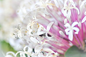 CLERODENDRUM QUADRILOCULARE MERR. QUEZONIA photo