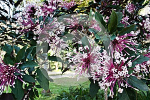 Clerodendrum Quadriloculare or Quezonia flowers in the garden background photo