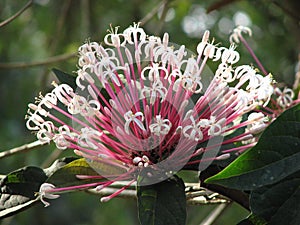 Clerodendrum quadriloculare or Starburst bush flower. photo