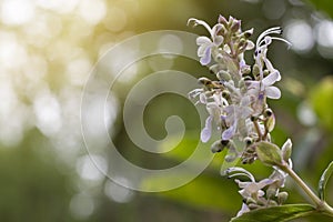 Clerodendrum serratum is herb of Thailand.