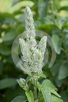 Clerodendrum serratum plants