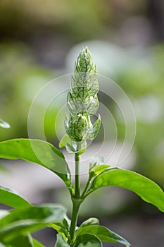 Clerodendrum serratum plants