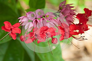 Clerodendrum speciosum