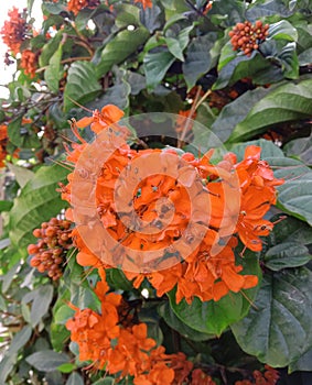 Clerodendrum splendens flowring shurb plant.