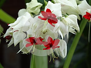 Clerodendrum thomsoniae - bleeding heart