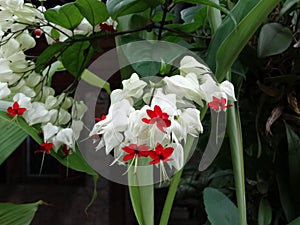 Clerodendrum thomsoniae - bleeding heart