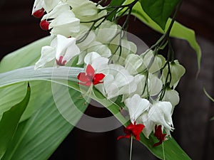 Clerodendrum thomsoniae - bleeding heart