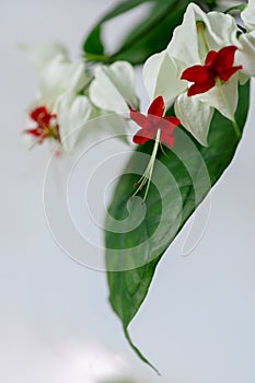 Clerodendrum thomsoniae or bleeding heart vine flower on white background