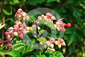 Clerodendrum thomsoniae flower