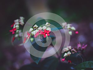 Clerodendrum thomsoniae flowers blur nature background