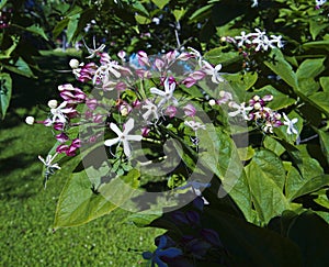 Clerodendrum trichotomum