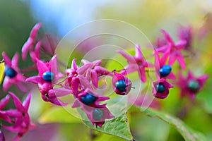 Clerodendrum Trichotomum blooming in Christchurch Botanic Gardens