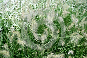Cleseup of white Knotroot Foxtail, Slender Pigeongrass flower photo
