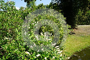 Clethra alnifolia bush blooms in July. Potsdam, Germany